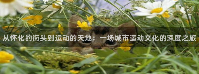 凯捷体育招商